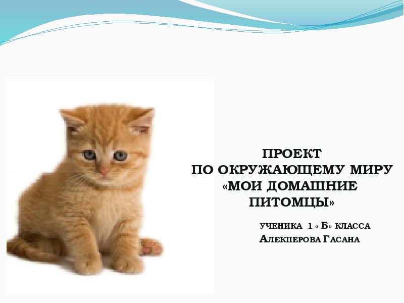 Проект по окружающему миру про домашних животных 1 класс по окружающему миру