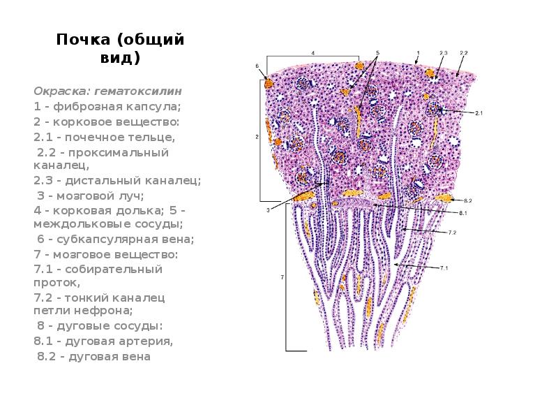 Выделительная система гистология презентация
