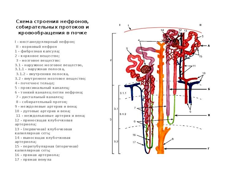 Почечное тельце на рисунке отмечено цифрой