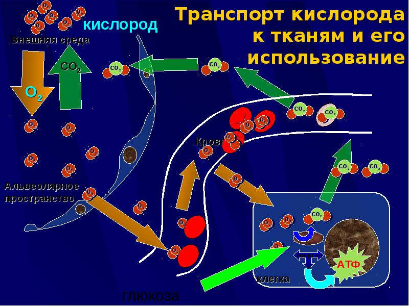 Перенос кислорода. Транспорт кислорода. Транспорт кислорода к тканям. Транспорт кислорода в организме. Механизм транспорта кислорода.