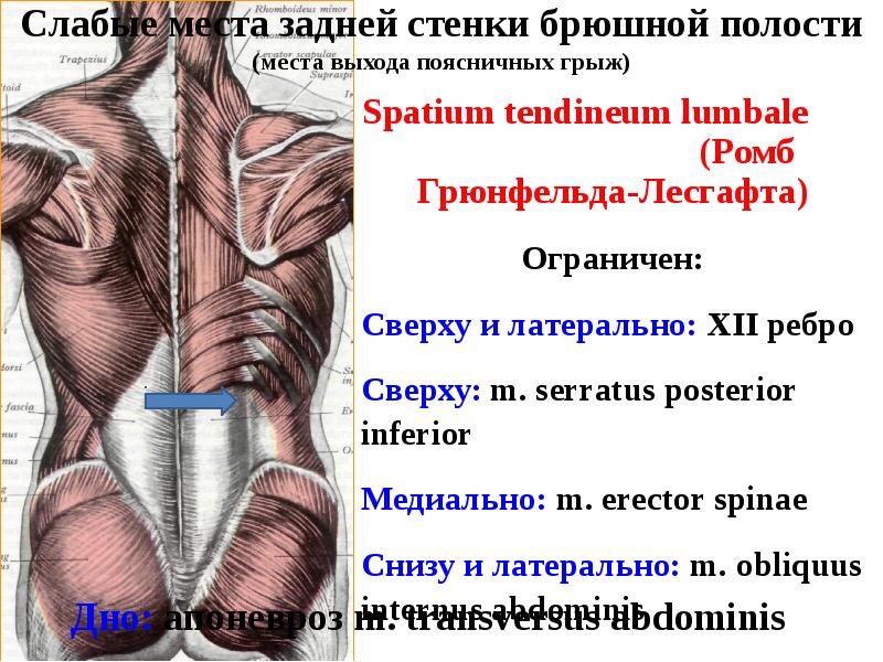 Топография мышц