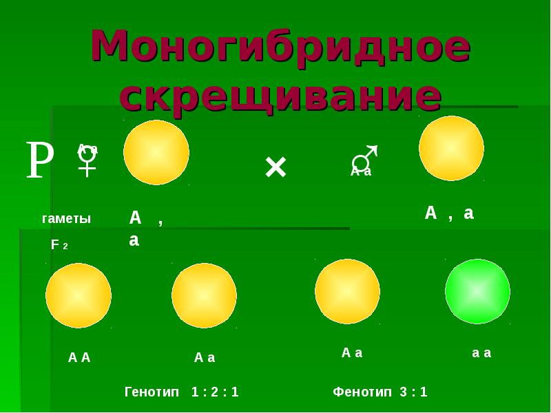 Моногибридное скрещивание презентация