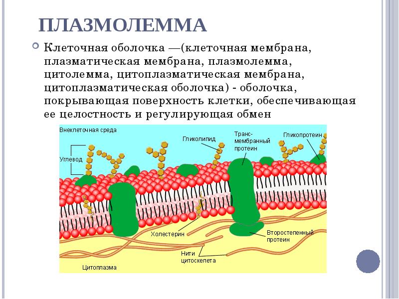 Цитоплазматическая мембрана рисунок в клетке