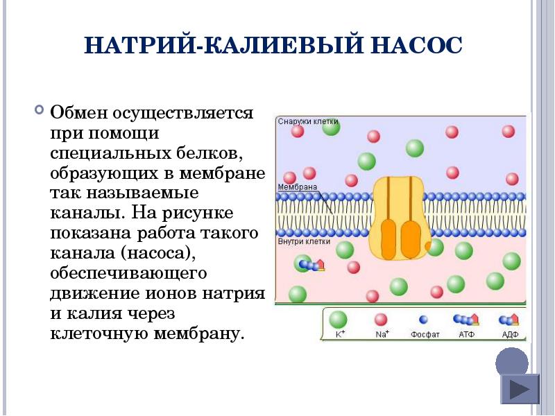 Калий натриевый насос схема