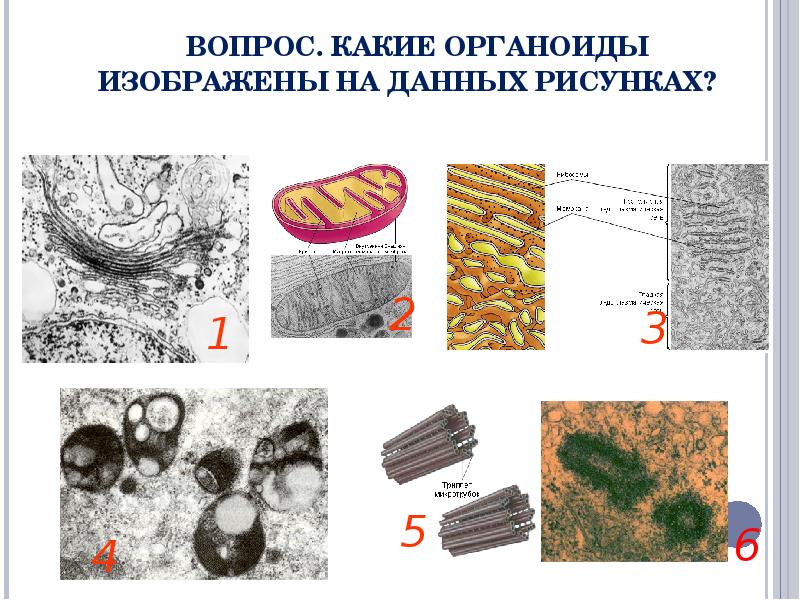 Назовите органоиды клетки изображенные на рисунке