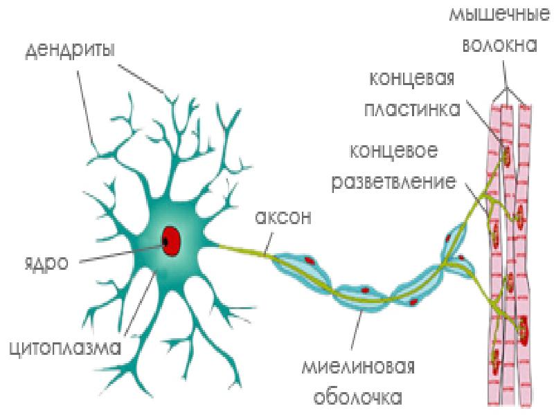 Рисунок ткани нервной клетки