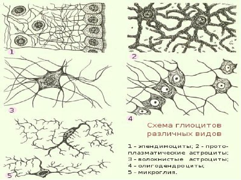 Нервная ткань картинки егэ