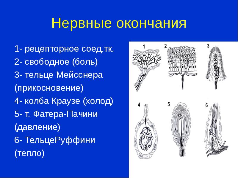 Определите название частей тельца пачини обозначенных на рисунке цифрами 1 и 2