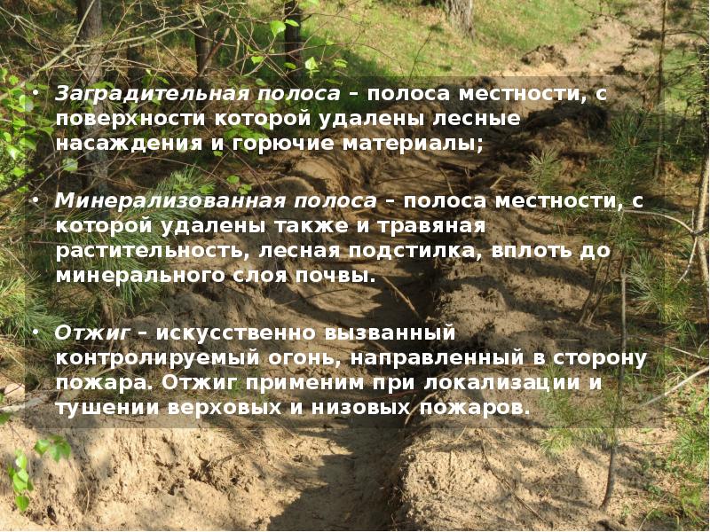 лесные горючие материалы. характеристика лесных горючих материалов.