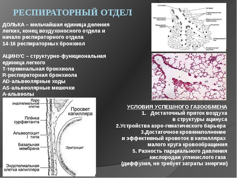 Презентация гистология дыхательной системы