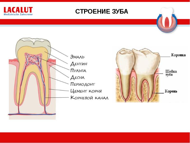 Строение зуба для детей. Строение зуба. Внешнее и внутренне строение зуба. Структура зуба. Зуб строение зуба.