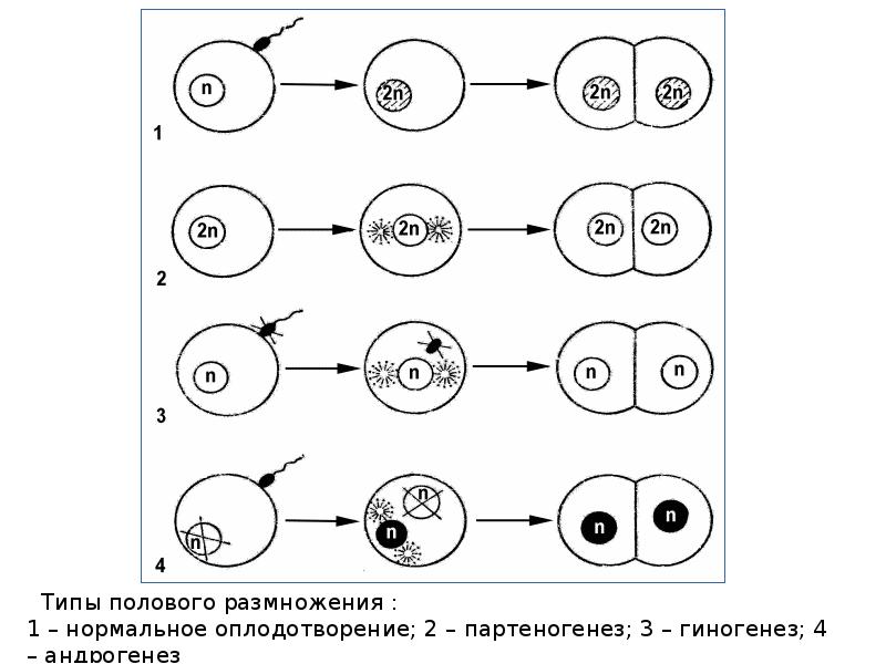 Виды полового размножения