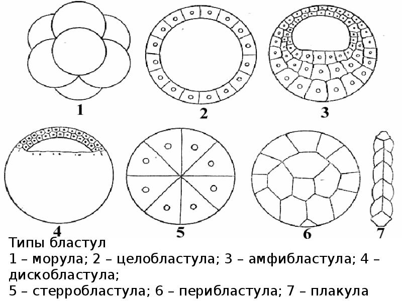 Образование бластулы рисунок