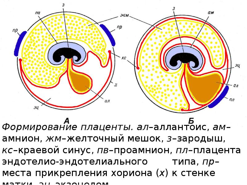 Строение зародыша птицы. Желточный мешок амнион аллантоис. Туловищная складка желточный мешок аллантоис. Функции желточного мешка. Желточный мешок строение.