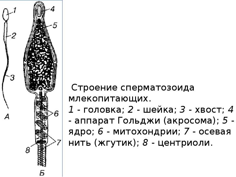 Строение сперматозоида. Схема строения сперматозоида млекопитающего. Строение сперматозоида млекопитающего рисунок. Схема строения спермия млекопитающих. Структуры сперматозоида млекопитающих.