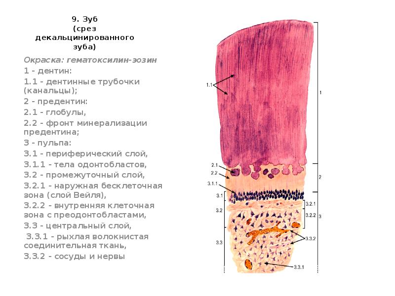 Дентином инструкция