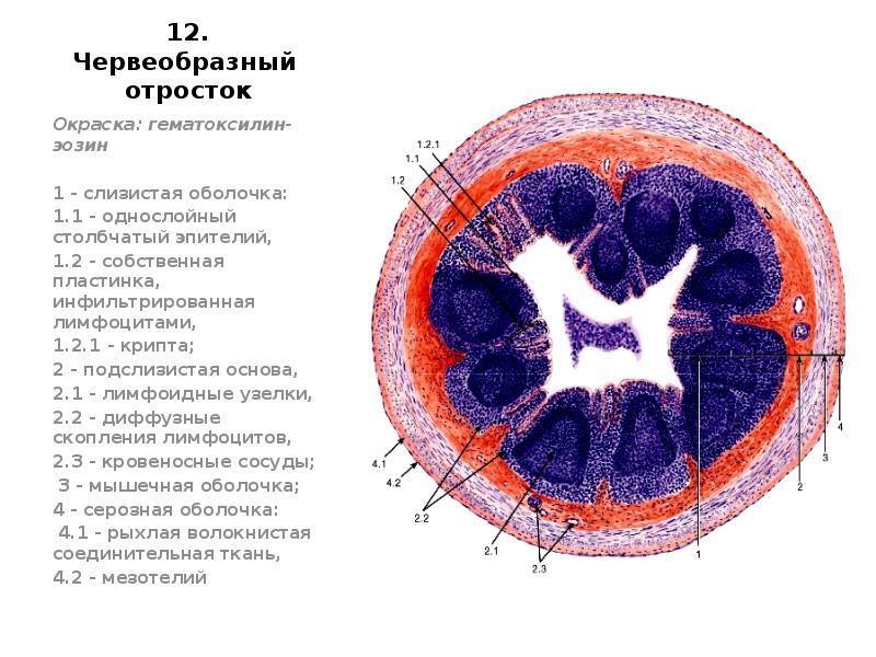 Первая оболочка