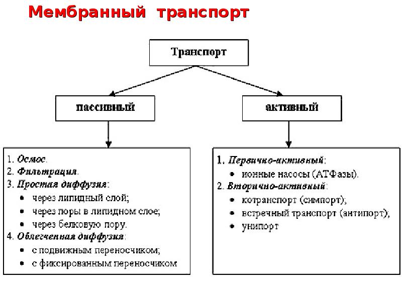 Виды транспорта через