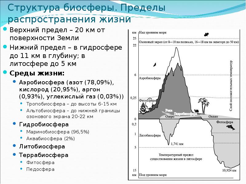 Структура биосферы 9 класс презентация