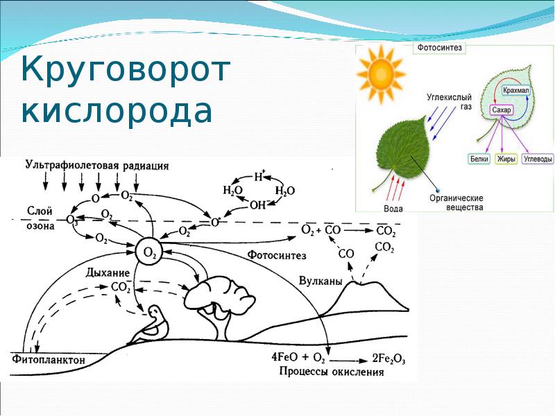 Схема круговорота кислорода в природе схема и