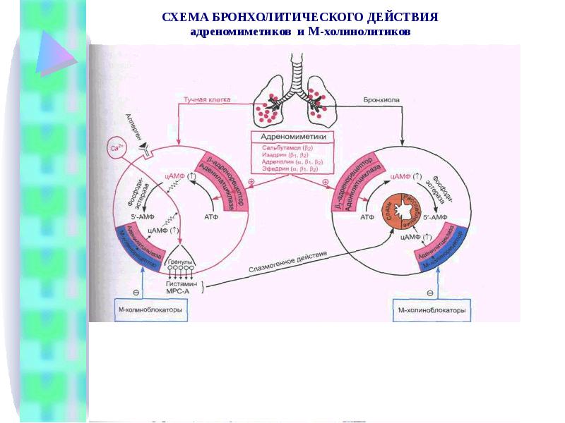 Бронхолитическое действие характерно для. Бронхолитическое действие характерно для. Бронхолитическое действие характерно для. Бронходилатирующее средство комбинированное. Бронхолитическое действие характерно для.