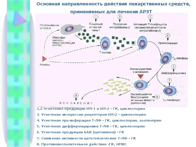 Механизм действия противоаллергических средств