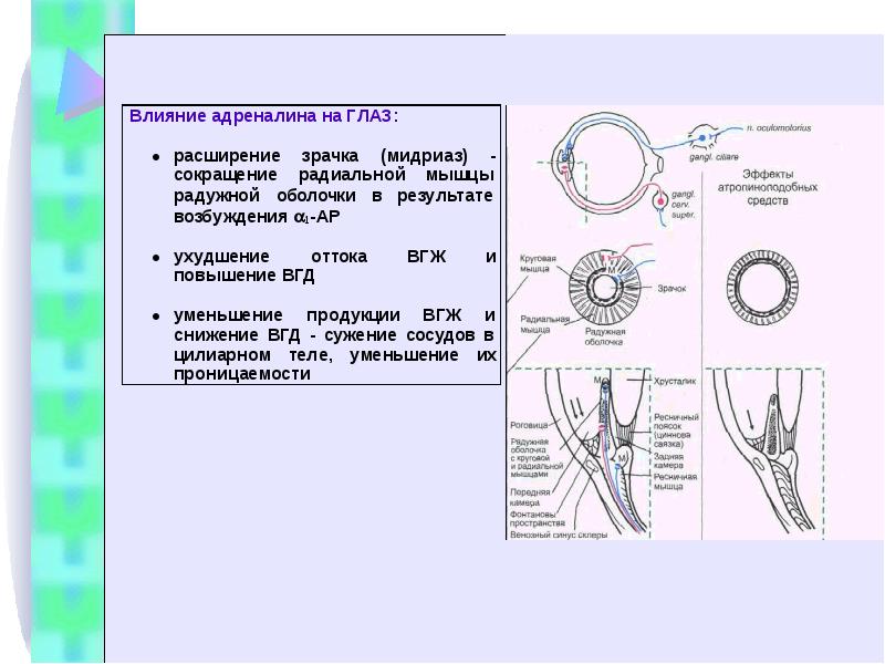 Адреналин влияние. Влияние адреналина на величину зрачка. Влияние адреналина на зрачок. Влияние адреналина на зрачок лягушки. Механизм действия адреналина на зрачок глаза.
