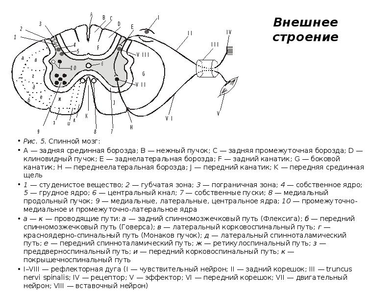 Оболочки и межоболочечные пространства спинного мозга