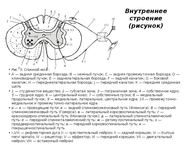 Путь говерса схема