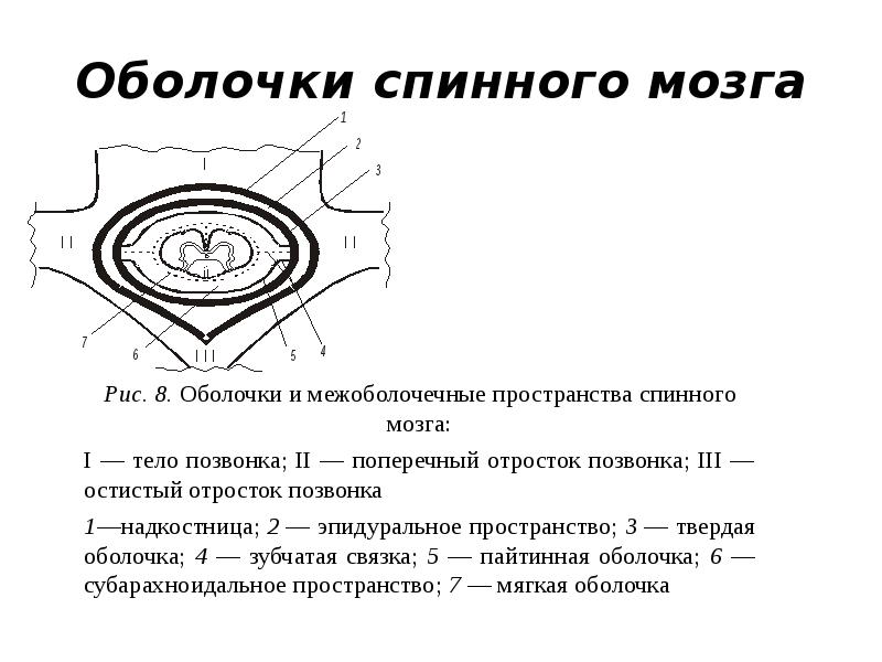 Процесс оболочки. Оболочки и МЕЖОБОЛОЧЕЧНЫЕ пространства спинного мозга. Оболочки спинного мозга схема. Оболочки и пространства спинного мозга анатомия. Оболочки спинного мозга, МЕЖОБОЛОЧЕЧНЫЕ пространства и их содержимое.