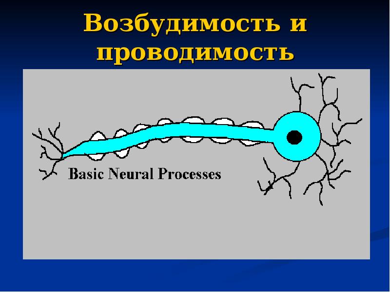 Возбудимость