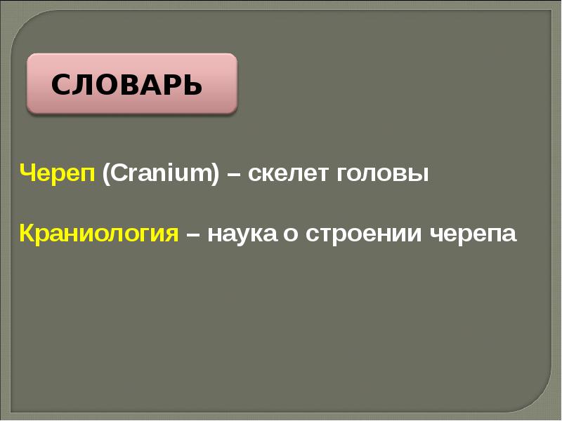 Краниология. Краниология. Слово череп. Череп строение краниология. Краниология в антропологии.