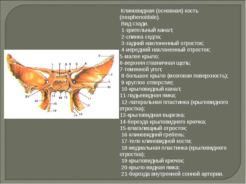 Зрительный канал клиновидной кости