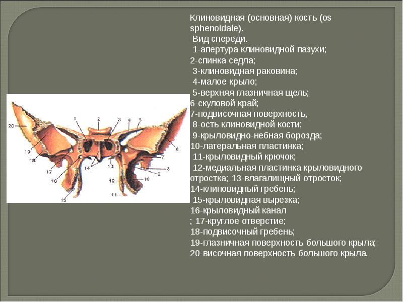 Подвисочный гребень клиновидной кости. Клиновидная кость верхнечелюстная поверхность. Клиновидные раковины клиновидной кости. Клиновидная основная кость вид спереди. Клиновидная кость спереди крючок.