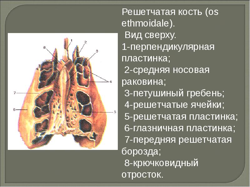 Лабиринт решетчатой кости. Решетчатая кость носовые раковины. Решетчатая кость крючковидный отросток. Решетчатая кость решетчатый Лабиринт. Решетчатая кость продырявленная пластинка.