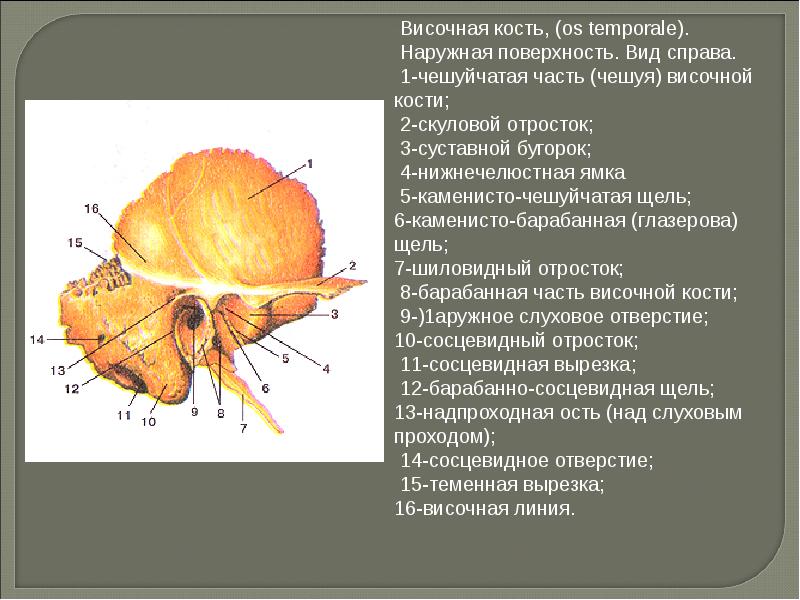 Височной кости латынь