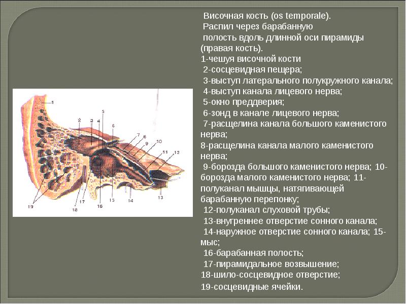 Височная пирамида. Височная кость анатомия каналы. Сонно барабанный канал височной кости. Сонно барабанные канальцы височной кости. Мышечно-трубный канал височной кости.