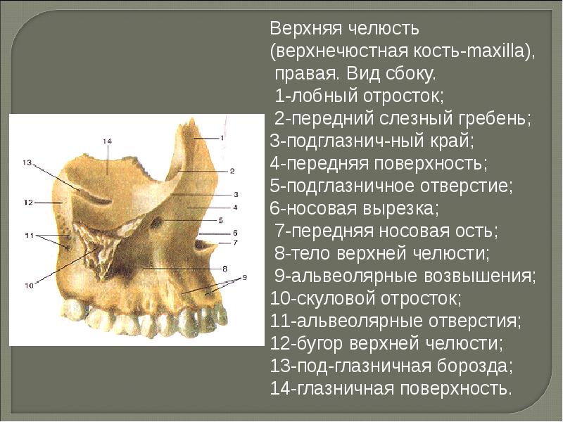 Клыковая ямка. Лобный отросток верхнечелюстной кости. Носовой отросток верхней челюсти анатомия. Строение верхнечелюстной кости черепа человека. Лобный отросток челюсти.