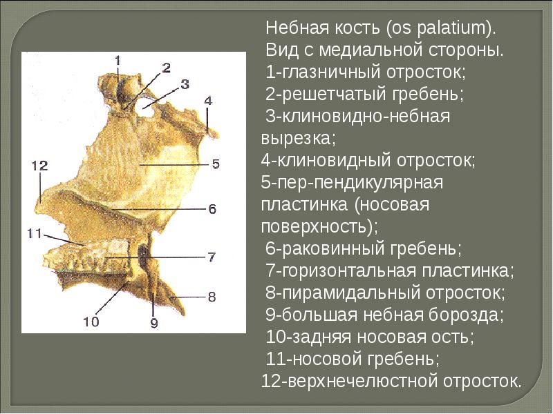 Небная кость. Небная кость пирамидальный отросток. Небная кость снизу. Носовой гребень небной кости. Решетчатый гребень небной кости.