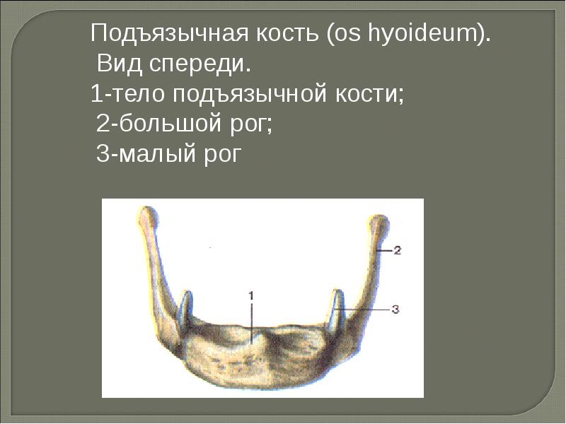 Подъязычная кость. Подъязычная кость анатомия строение. Подъязычная кость вид спереди. Строение черепа подъязычная кость. Подъязычная кость черепа анатомия.