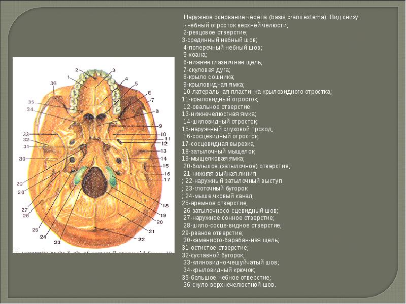 Овальное отверстие. Наружное основание черепа строение анатомия. Основание черепа снизу анатомия. Наружное основание черепа вид снизу строение. Наружное основание черепа яремное отверстие.