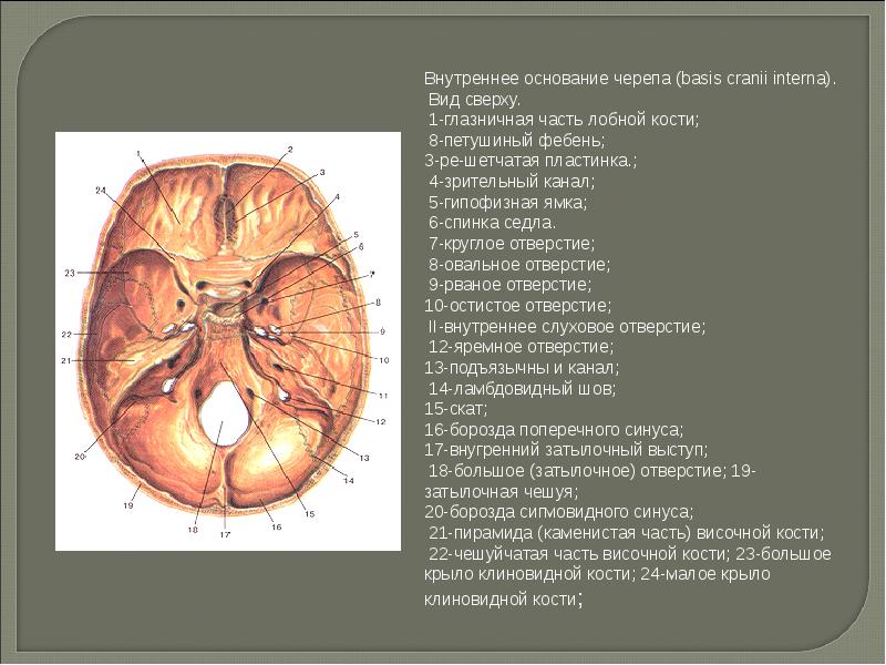 Овальное отверстие находится. Костная структура основания черепа. Внутреннее основание черепа анатомия атлас. Строение черепа вид снизу. Наружное основание черепа латынь.