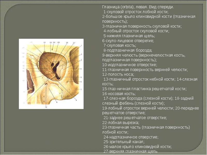 Глазница. Костная глазница справа вид спереди. Глазница левая вид спереди. Глазничная поверхность скуловой кости. Глазничная щель лобной кости.