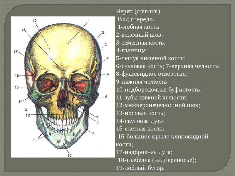 Скелет черепа биология. Кости черепа спереди сбоку и снизу. Строение костей черепа клиновидной височной затылочной решетчатой. Череп кость анатомия человека. Череп кости анатомия спереди.