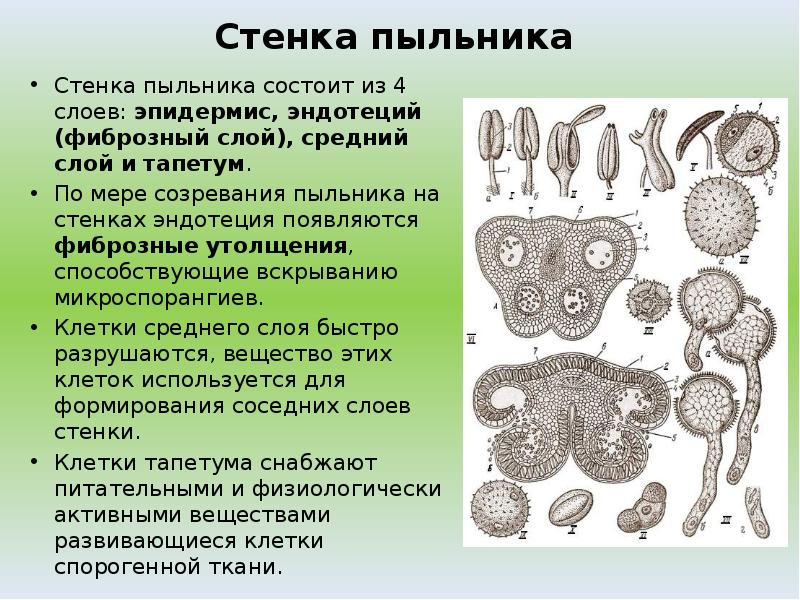 Пестик и тычиночная нить. Строение цветка пестик строение. Тычиночная нить у цветка функции. Андроцей типы андроцея. Строение цветка пыльник.