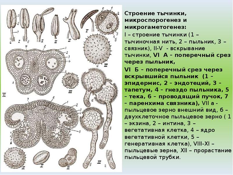 Строение тычинки. Андроцей. Строение тычинки, микроспорогенез .. Строение пыльника на поперечном срезе. Строение тычинки и Анатомическое строение пыльника.