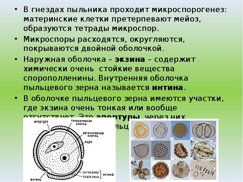 Тетрада микроспор