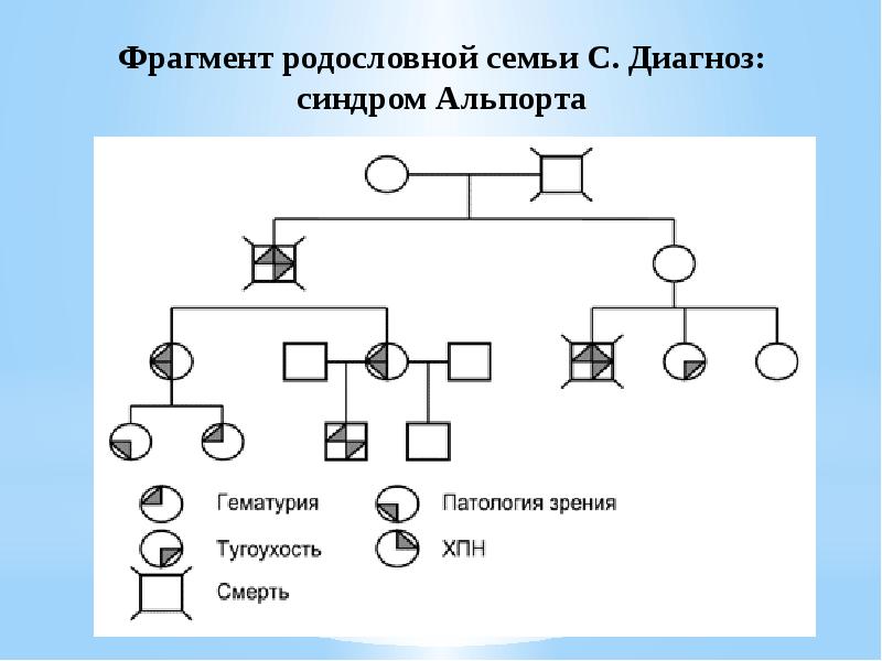 Синдром альпорта презентация