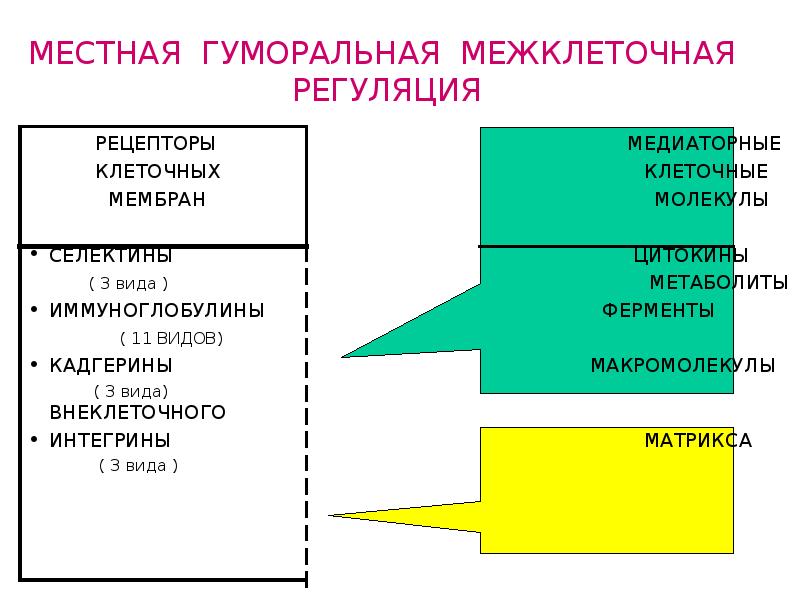 Гуморальная теория