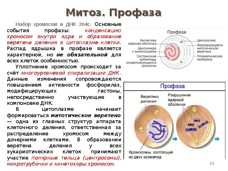 В профазе митоза хромосомы